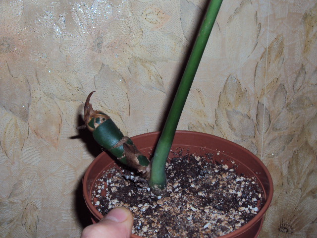 DSC08084.JPG