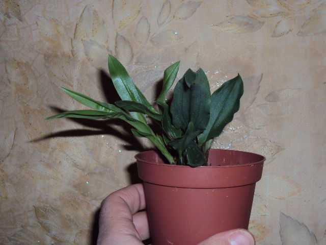 DSC08078.JPG