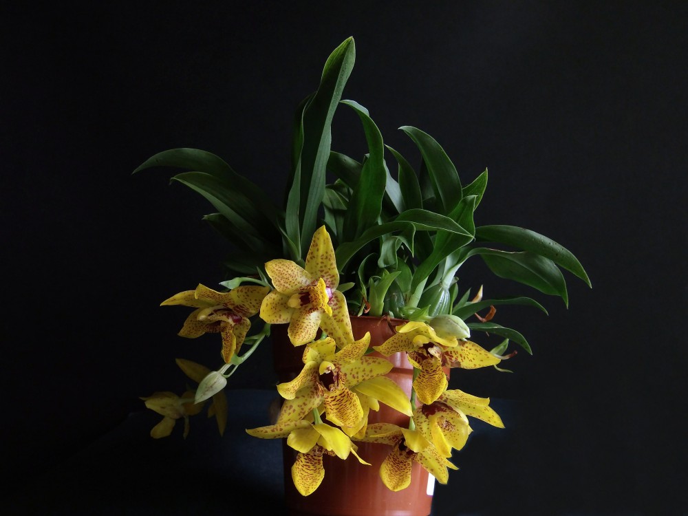 Promenaea Sunlight 0001.jpg