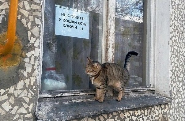 кошка.jpg