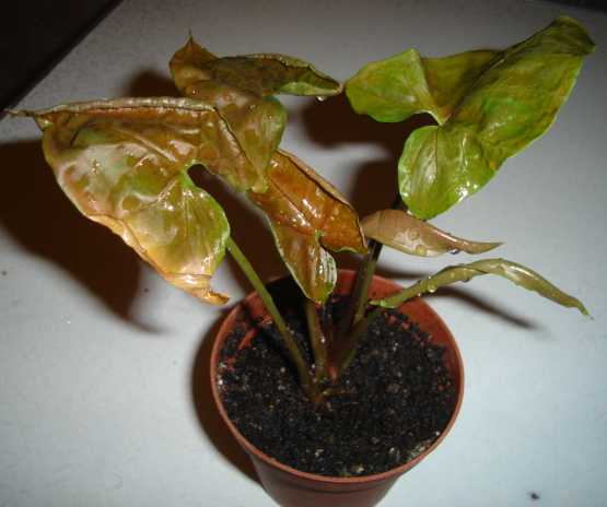 DSC00857.JPG