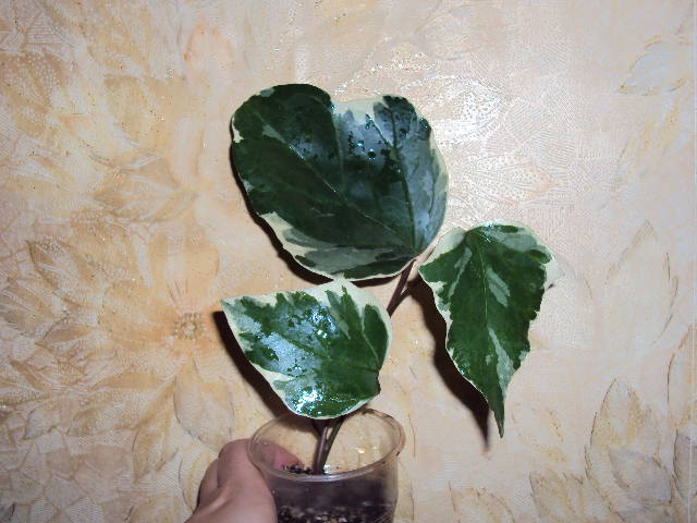 DSC08091.JPG