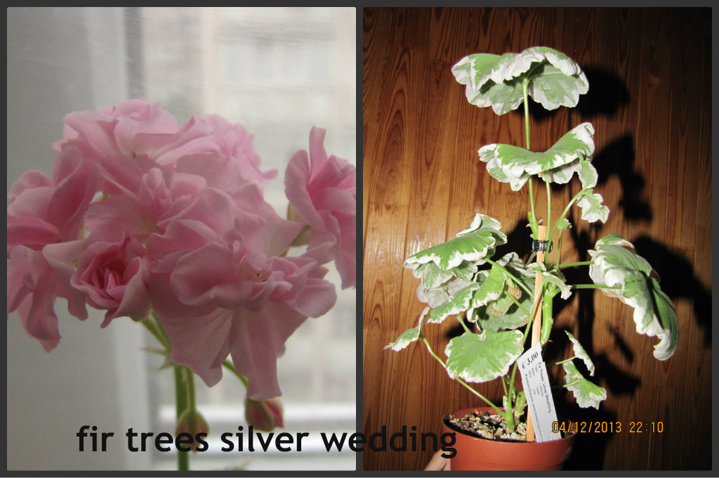 fir Tr. silver wed.jpg