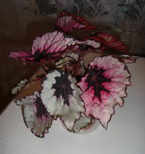 DSC00881.JPG