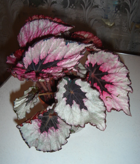 DSC00886.JPG