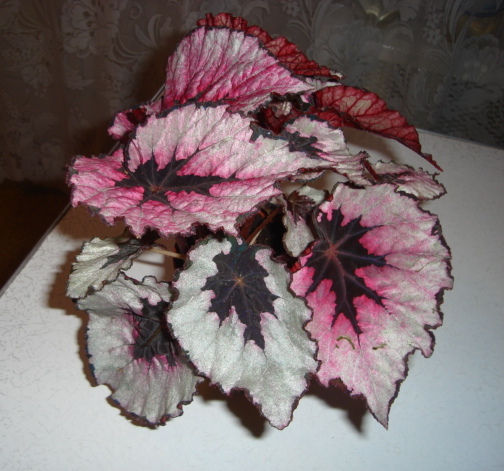 DSC00877.JPG