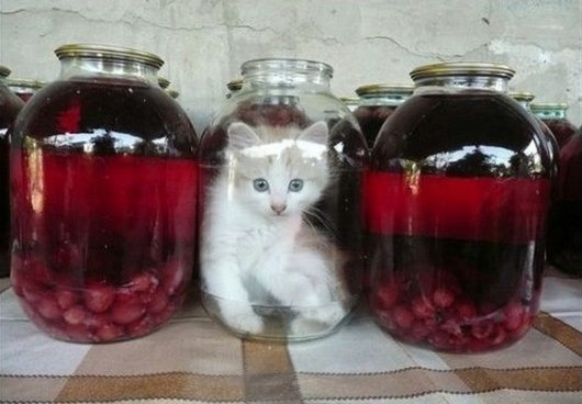 котокомпот.jpg