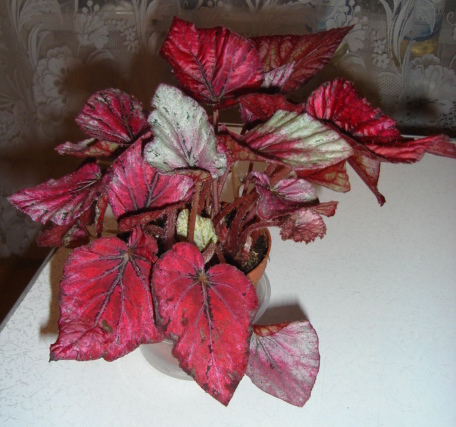 DSC00895.JPG