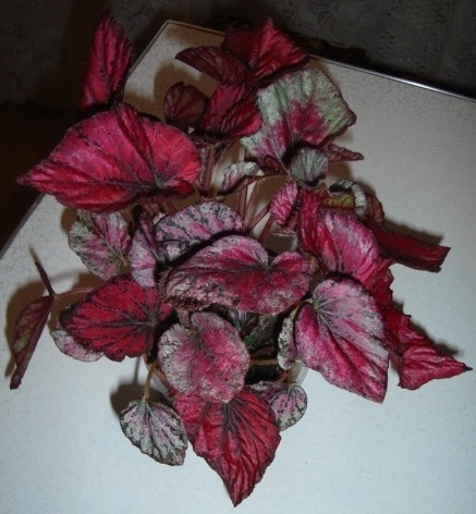 DSC00892.JPG