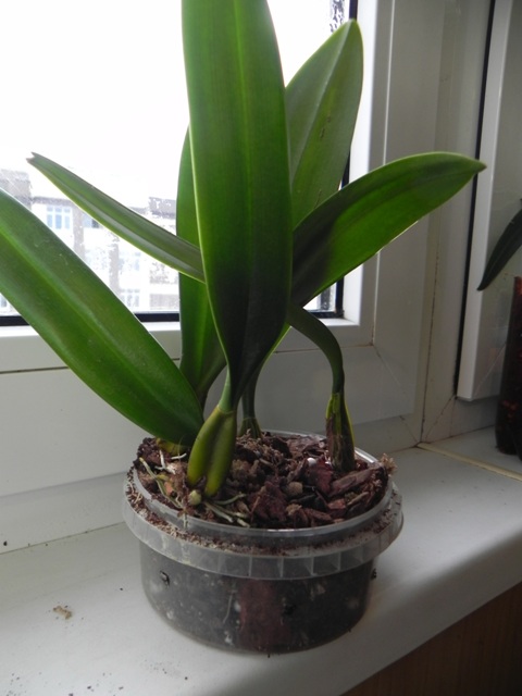 DSCN5992.JPG