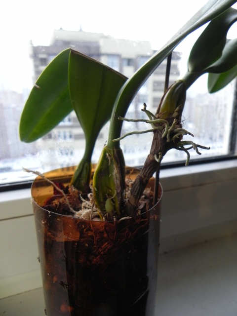 DSCN5991.JPG