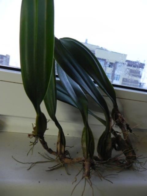DSCN5989.JPG
