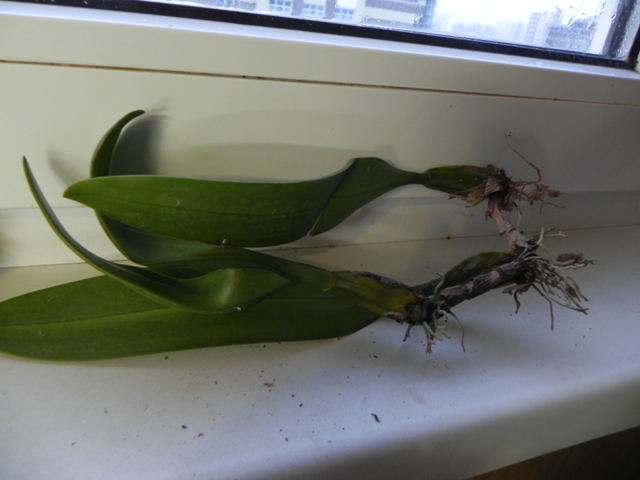 DSCN5987.JPG