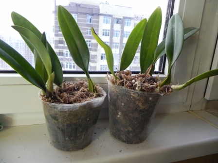 DSCN5990.JPG