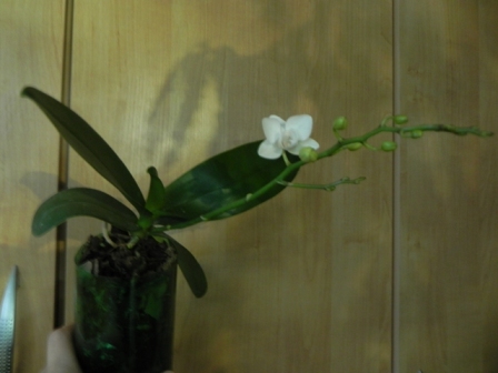 DSCN6001.JPG