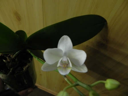 DSCN6004.JPG