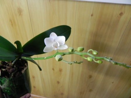 DSCN6005.JPG