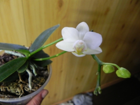 DSCN6008.JPG