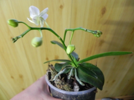 DSCN6009.JPG