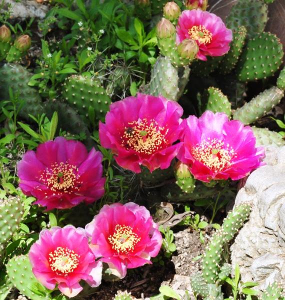 Opuntia_Fragilis_cv._Freiberg.jpg