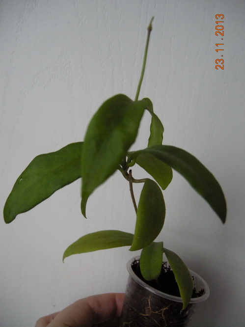 DSCN2956.JPG