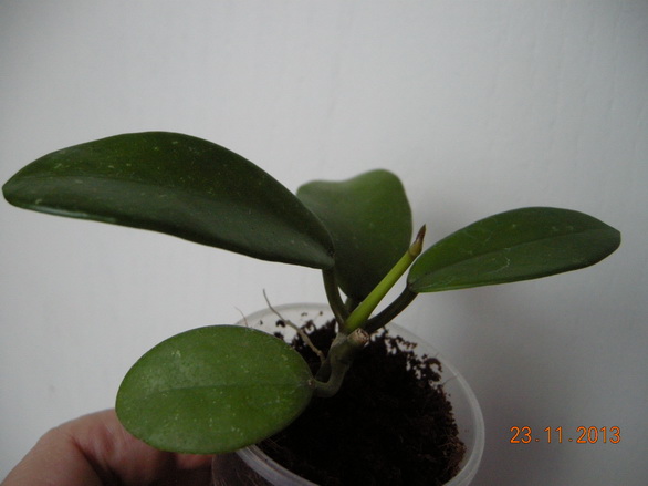 DSCN2958.JPG