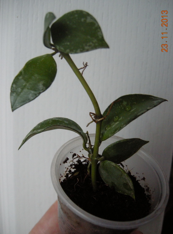 DSCN2959.JPG