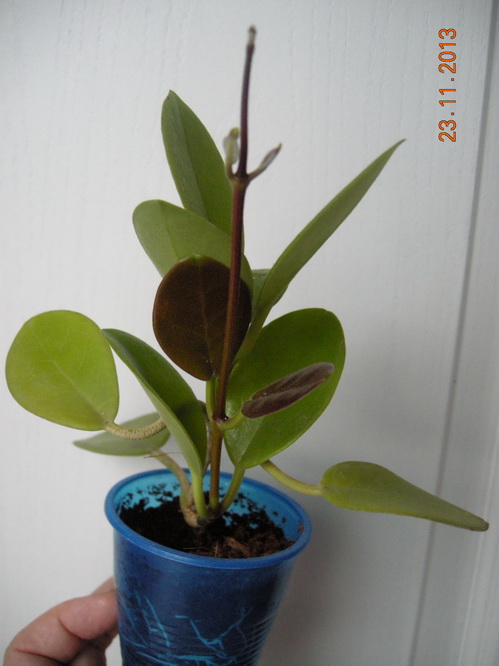 DSCN2960.JPG