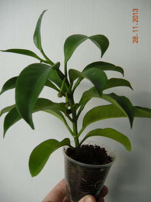 DSCN2976.JPG