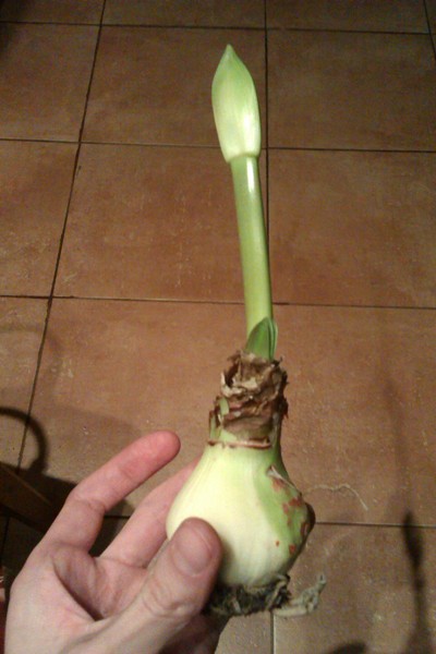 IMAG0617.jpg