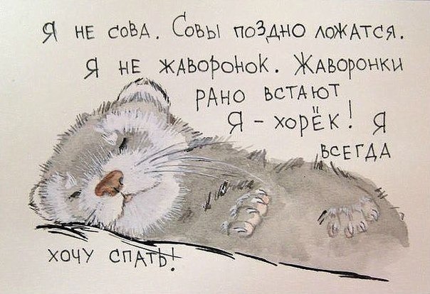 хорек.jpg