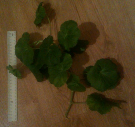 IMAG0621.jpg