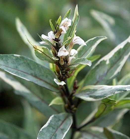 Justicia Gendarussa Variegata.jpg