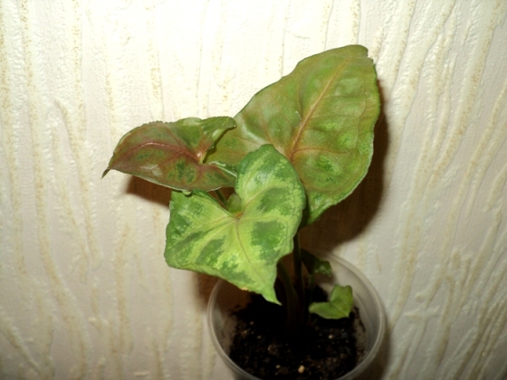 DSC08042.JPG