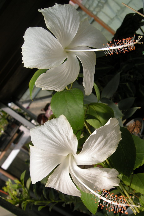 DSCN9171.JPG