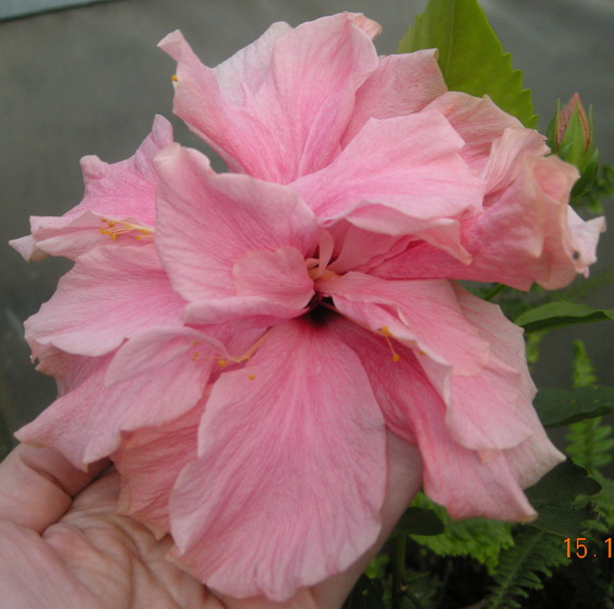 Hibiscus..jpg