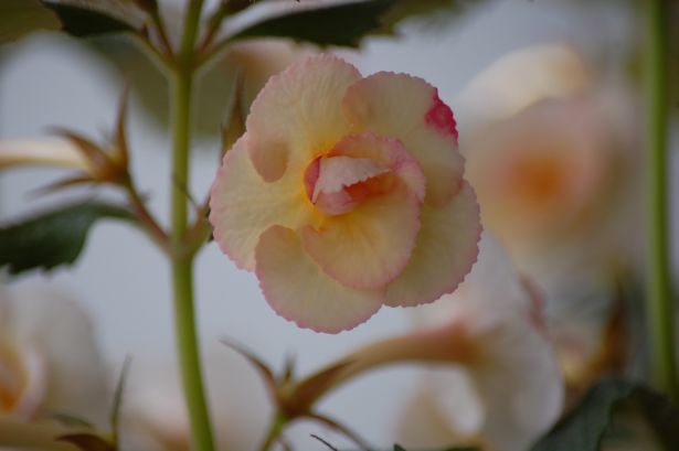 DSC_2040.JPG