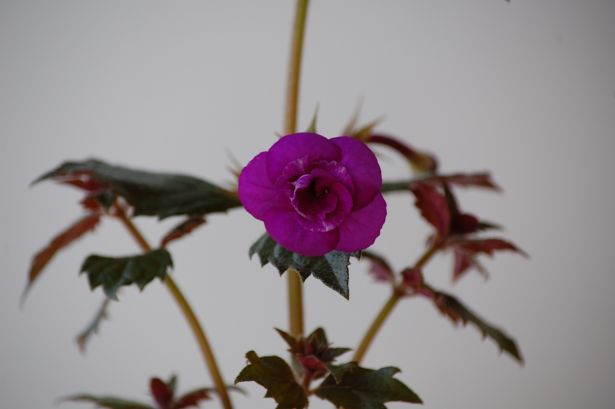 DSC_1975.JPG