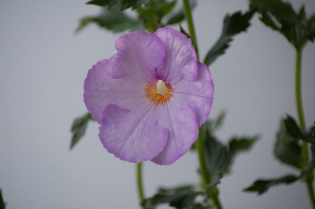 DSC_2028.JPG