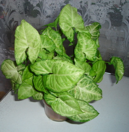 DSC00968.JPG