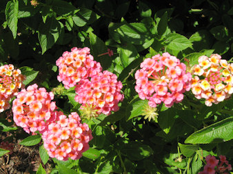 pink-lantana-redu.jpg