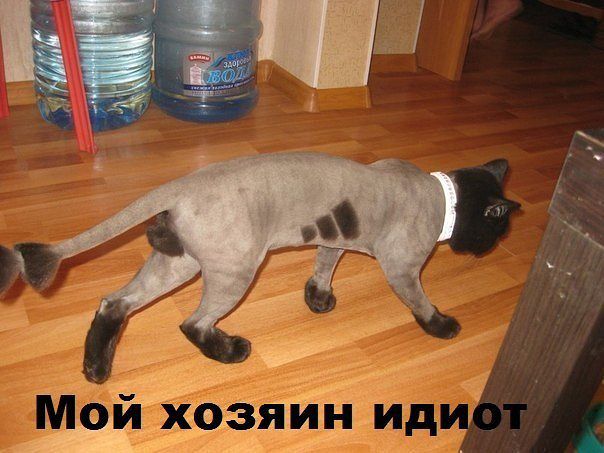 кот.jpg