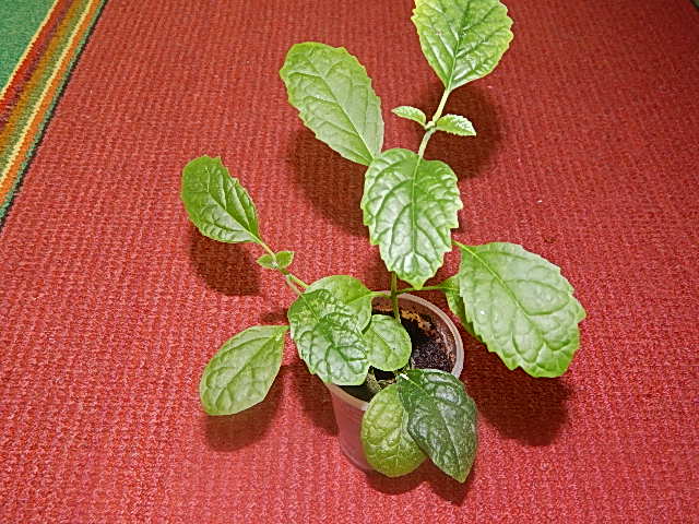 DSCN0437.JPG