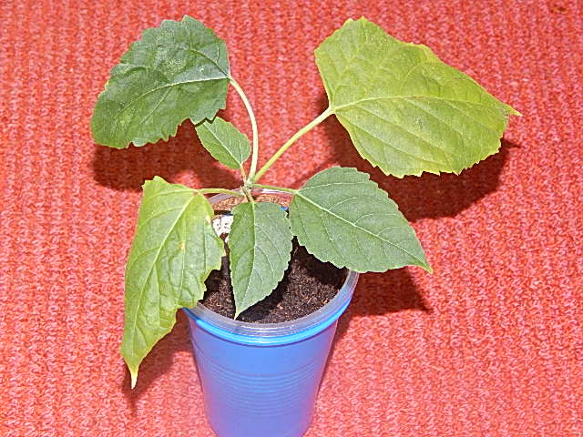 DSCN0434.JPG
