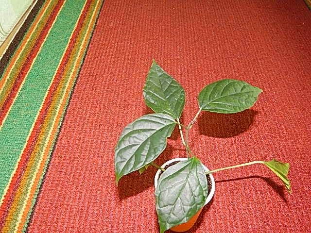 DSCN0418.JPG