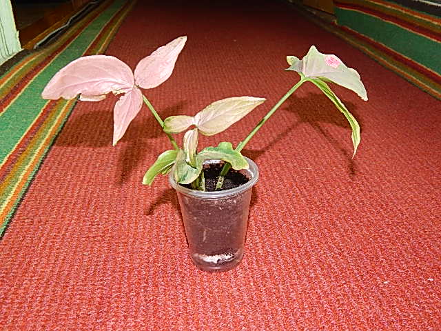 DSCN0407.JPG
