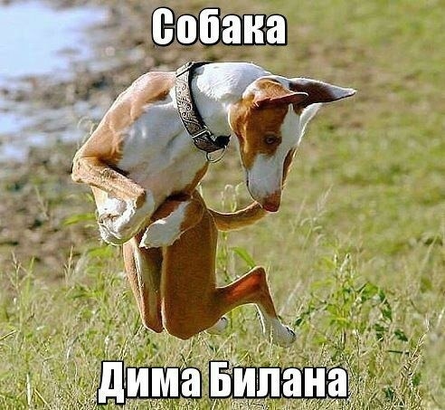 собака.jpg