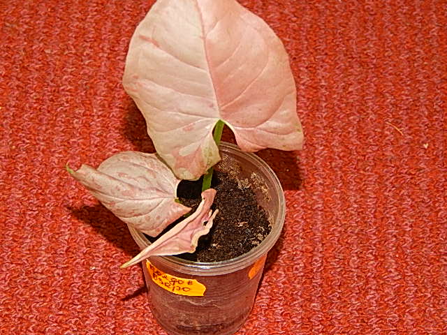 DSCN0402.JPG