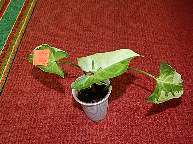 DSCN0409.JPG