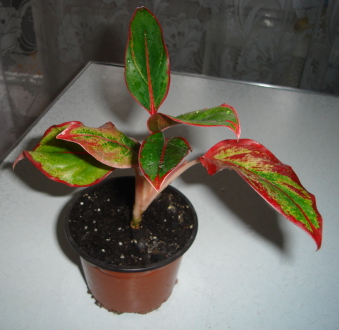 DSC01014.JPG